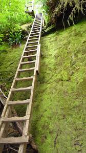 One Of The Glorious Ladders On The West Coast Trail Bc Http Www Westcoasttrailbc Com Trail Guidebook Map Htm West Coast Trail Hiking Trip Colorado Hiking