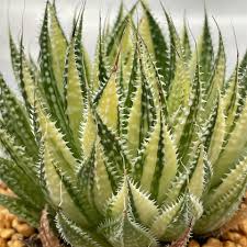 Image result for Pearsonia aristata