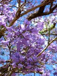 Jacaranda Tree Care Purple Flowering Tree Purple Flowering Trees Jacaranda Tree