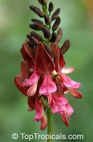 Image result for Indigofera