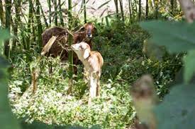 Image result for Vittaria reekmansii