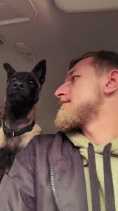 Malinois Protection Dogs: Guardians