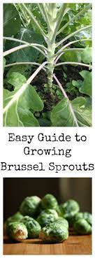 Brussel Sprouts Growing Guide Homesteading Where You Are Harvesting Brussel Sprouts Brussel Sprout Plant Organic Gardening Tips