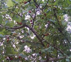 Image result for Dovyalis zeyheri