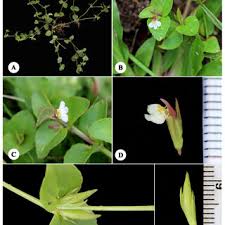 Image result for Linderniella pusilla