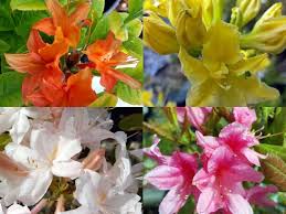 Aurora Borealis The Bright Dancing Colors Of The Northern Lights Azaleas Kato S Nursery