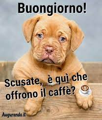 Sign In Buongiorno Divertente Foto Di Animali Divertenti Buongiorno Immagini