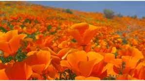 The antelope valley california poppy reserve is located in northern los angeles county. Antelope Valley California Poppy Reserve Visit California