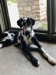 Rocky mountain puppy rescue holds weekly puppy adoption events in arvada, colorado. Xwuxe7bizrgbim