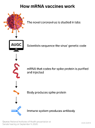 L'mrna, o rna messaggero, è la molecola che codifica le informazioni genetiche contenute nel dna e le trasporta alle fabbriche di produzione di proteine della cellula. 8 Cosas Que Decir A Alguien Que No Quiere Ponerse La Vacuna Del Covid 19