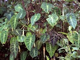 Image result for Remusatia