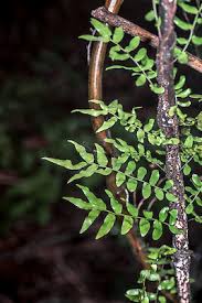Image result for Arthropteris