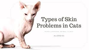 Cat hair loss at a glance. Alopecia Latest News River Landings Animal Clinic In Bradenton Florida