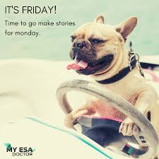 Get Esa Letter Online Emotional Support Animal My Esa Doctor In 2020 Emotional Support Animal Emotional Support Dog Emotional Support