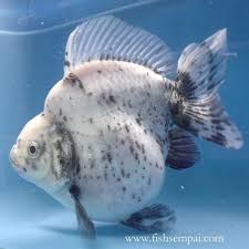 Ryukin Ryukin Goldfish Betta Fish Types Freshwater Aquarium Fish