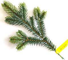 Christmas Tree Branches China Pe Christmas Tree Branches China Pe Spray And Pe Christmas Tree Branch Price