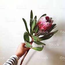 King Protea Blossom In Hand Protea Flower Australian Flowers Hands Holding Flowers