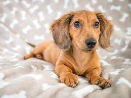 Detailed Answers On How Big Does A Miniature Dachshund Get