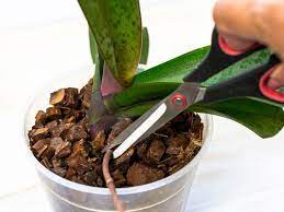 If your orchid bloomed through the spring and summer, fall marks that time you'll likely see your orchid enter a period of rest. How To Prune An Orchid The Complete Guide Plant Index