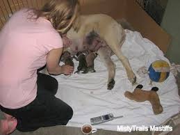 Puppies need a little cuddling. Newborn Pups What You Need And What You Need To Do Whelping And Raising Puppies