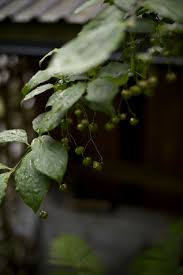 Pin On Greensleeves