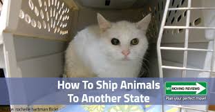Maybe you would like to learn more about one of these? How To Ship Animals To Another State Pets Dogs Cats Birds