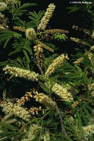 Image result for Dalbergia bracteolata