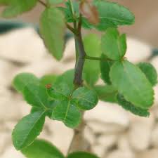 Image result for Commiphora