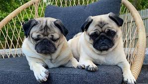 We generally serve the metropolitan areas of denver, colorado springs, and ft. Dogs And Puppies For Adoption In Denver Colorado Home Facebook