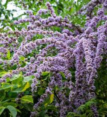 Image result for Komule střídavolisté