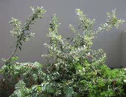 Image result for Brachylaena discolor