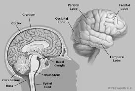 Image result for Frontal Lobe