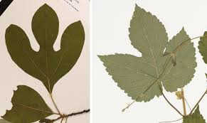 Image result for leaf margin entire