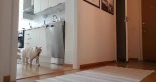 Whether it's popular and mainstream or niche and obscure, we can pretty much guarantee that you'll find a community of other enthusiasts on reddit. Left My Cat Alone With A Camera For 30 Minutes And Now I Can Never Leave Again Bored Panda