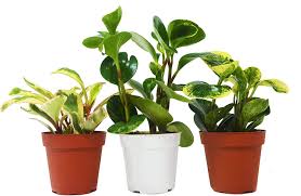 So in an effort to keep my furry friends safe, i went to several vets and a plant poison author to find out which common house plants are toxic — and what to do if you suspect your cat or dog turns out, hundreds of plants can be poisonous to pets, and many of these are found in and around our homes. 7 Pet Friendly Non Toxic Houseplants For Dogs House Fur