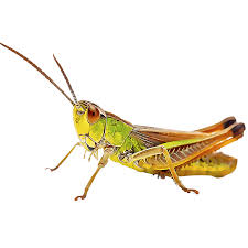 What kills grasshoppers on plants. Identify And Control Grasshoppers