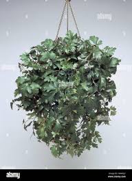 Image result for Rhoicissus rhomboidea