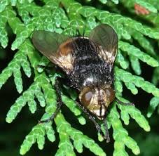Check spelling or type a new query. Nowickia Ferox Species Dictionary Uk And Ireland Ispot