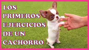 Pin En Chihuahua Videos