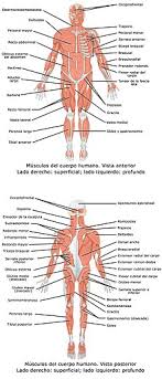 Los sistemas del cuerpo humano son un conjunto de órganos homogéneos o similares por su estructura o tipo de tejido predominante. Cuerpo Humano Wikipedia La Enciclopedia Libre