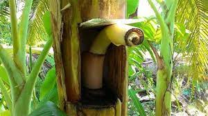Detail pantang pisang berbuah duakali mp3 dapat kamu nikmati dengan cara klik tombol download mp3 di bawah, dan untuk link download lagu pantang pisang kamu laki laki, pantang pisang berbuah dua kali | tenggelamnya kapal van der wijck♬ kendari24 channel download mp3. Cara Tanam Pisang Berbuah 2 Kali Klangkampunghalamanku Facebook