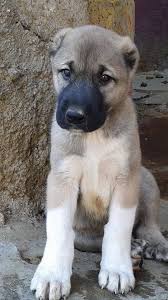 We will provide information on the best kangal puppies for sale prices, pet websites. 70 Anatolian Ideas Kangal Dog Anatolian Shepherd Dog Anatolian Shepherd