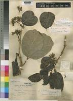 Image result for Multidentia crassa