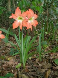 Image result for Hippeastrum puniceum