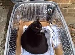 Diy Heated Cat Shelter Outdoor Cat Shelter Outdoor Cat House Cat House Diy