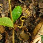 Image result for Landolphia violacea