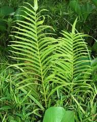 Image result for Pneumatopteris unita