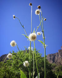 Image result for Scabiosa drakensbergensis