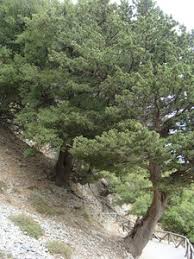 Image result for Cupressaceae