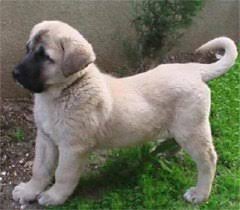 Kangal Coban Kopegi Egitimi Topragizbiz Com